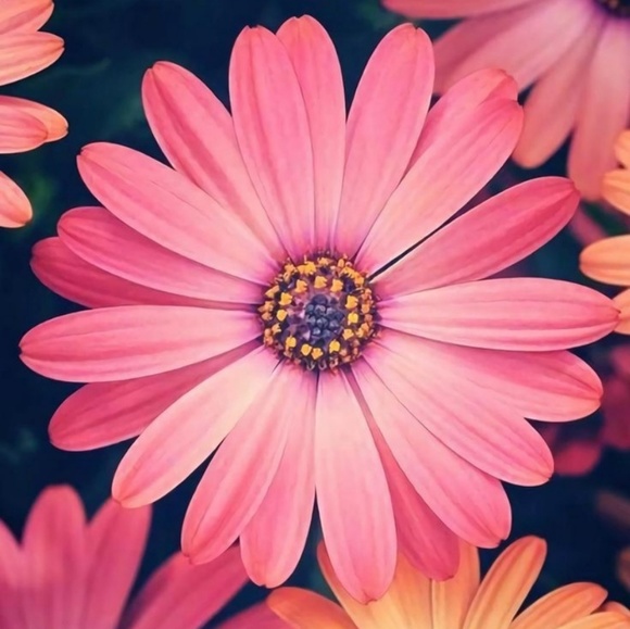 Meet your Posher, Gy'onnah - Picture 1 of 1